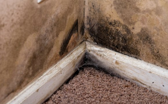 Mold Prevention