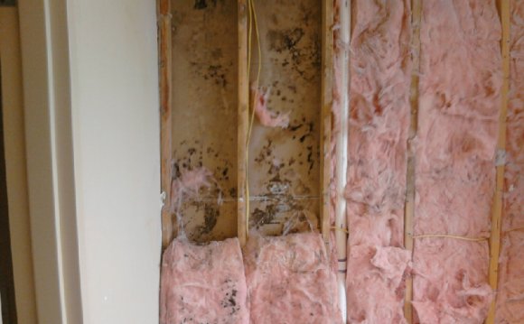 Remove Mold from Drywall