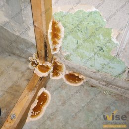 Dry rot signs - fruiting body 3
