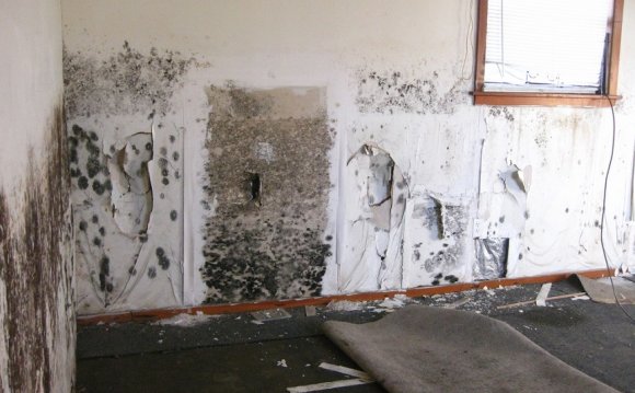 Get rid of Mold on walls