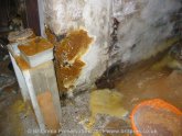 Dry-Rot in Timber