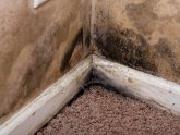 How to get rid of damp mould?