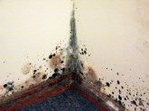 How to get rid of walls mold?