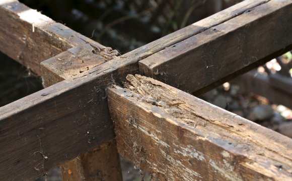 What is Dry rot?